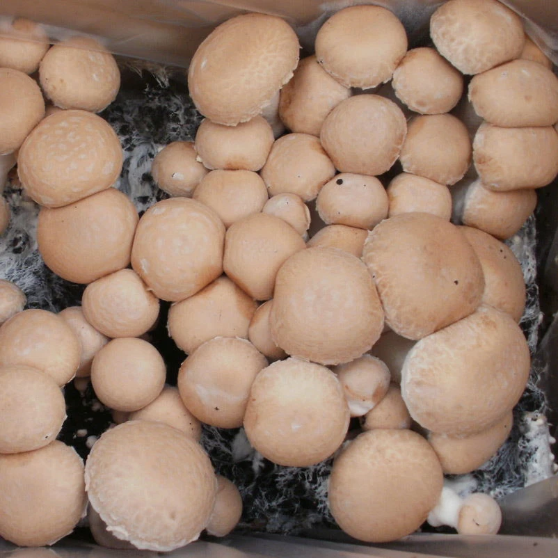 Bio Fertig-Pilzzuchtset Steinchampignon, Klein 4 Bio Fertig-Pilzzuchtset Steinchampignon, Klein – Bild 3