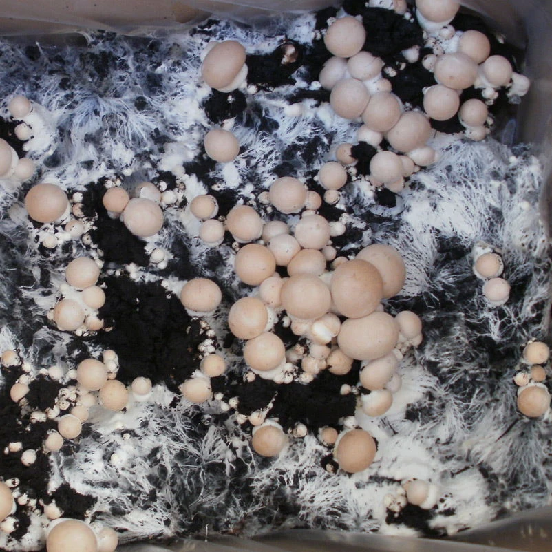 Bio Fertig-Pilzzuchtset Steinchampignon, Klein 3 Bio Fertig-Pilzzuchtset Steinchampignon, Klein – Bild 2