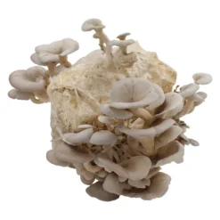 Bio Home Pilzzuchtset Für Austernpilze -Garten Saat Verkäufe 0740400024 BIO Home Pilzzuchtset Austernpilz 2 32252