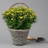 Chrysantheme Gelb Im Henkelkorb, Topf-Ø 19 Cm 2 Chrysantheme Gelb Im Henkelkorb, Topf-Ø 19 Cm -Garten Saat Verkäufe 1530200293 Chrysanthemum im Henkelkorb 19 21 gelb 1 126596