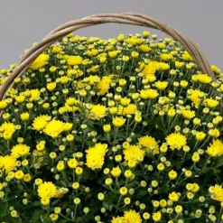 Chrysantheme Gelb Im Henkelkorb, Topf-Ø 19 Cm 11 Chrysantheme Gelb Im Henkelkorb, Topf-Ø 19 Cm -Garten Saat Verkäufe 1530200293 Chrysanthemum im Henkelkorb 19 21 gelb 2 126597