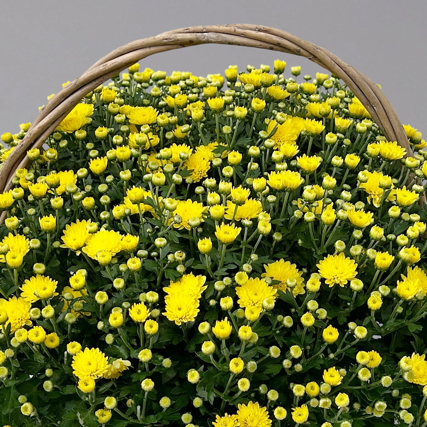 Chrysantheme Gelb Im Henkelkorb, Topf-Ø 19 Cm 5 Chrysantheme Gelb Im Henkelkorb, Topf-Ø 19 Cm – Bild 3