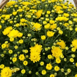Chrysantheme Gelb Im Henkelkorb, Topf-Ø 19 Cm 12 Chrysantheme Gelb Im Henkelkorb, Topf-Ø 19 Cm -Garten Saat Verkäufe 1530200293 Chrysanthemum im Henkelkorb 19 21 gelb 1 126598