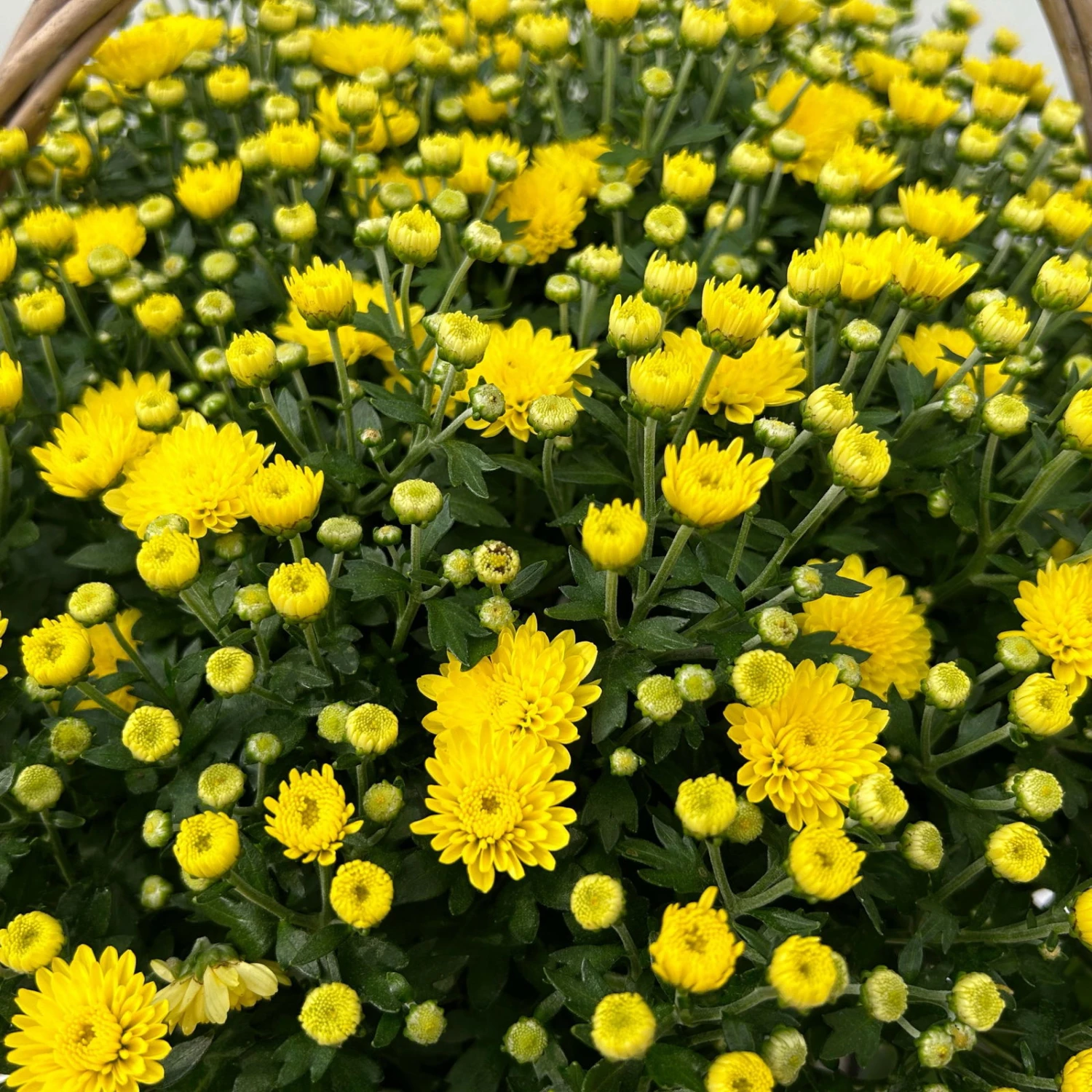 Chrysantheme Gelb Im Henkelkorb, Topf-Ø 19 Cm 6 Chrysantheme Gelb Im Henkelkorb, Topf-Ø 19 Cm – Bild 4