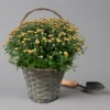 Chrysantheme Bronze Im Henkelkorb, Topf-Ø 19 Cm 1 Chrysantheme Bronze Im Henkelkorb, Topf-Ø 19 Cm -Garten Saat Verkäufe 1530200294 Chrysanthemum im Henkelkorb 19 21 bronze 1 126599