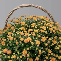 Chrysantheme Bronze Im Henkelkorb, Topf-Ø 19 Cm 11 Chrysantheme Bronze Im Henkelkorb, Topf-Ø 19 Cm -Garten Saat Verkäufe 1530200294 Chrysanthemum im Henkelkorb 19 21 bronze 2 126600