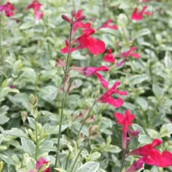 Bio Pfirsichsalbei, Topf-Ø 12 Cm, 3er-Set -Garten Saat Verkäufe 1610200316 Blu Bio Pfirsichsalbei T12 3er Set Salvia greggii variegata 2 109601