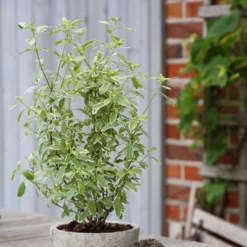 Bio Pfirsichsalbei, Topf-Ø 12 Cm, 3er-Set -Garten Saat Verkäufe 1610200316 Blu Bio Pfirsichsalbei T12 3er Set Salvia greggii variegata 4 109602