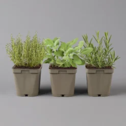 Garten Saat Verkäufe -Garten Saat Verkäufe 1610300382 Greenbar Grillkraeuter Kasten Anthrazit und 3Kraeuter 122888