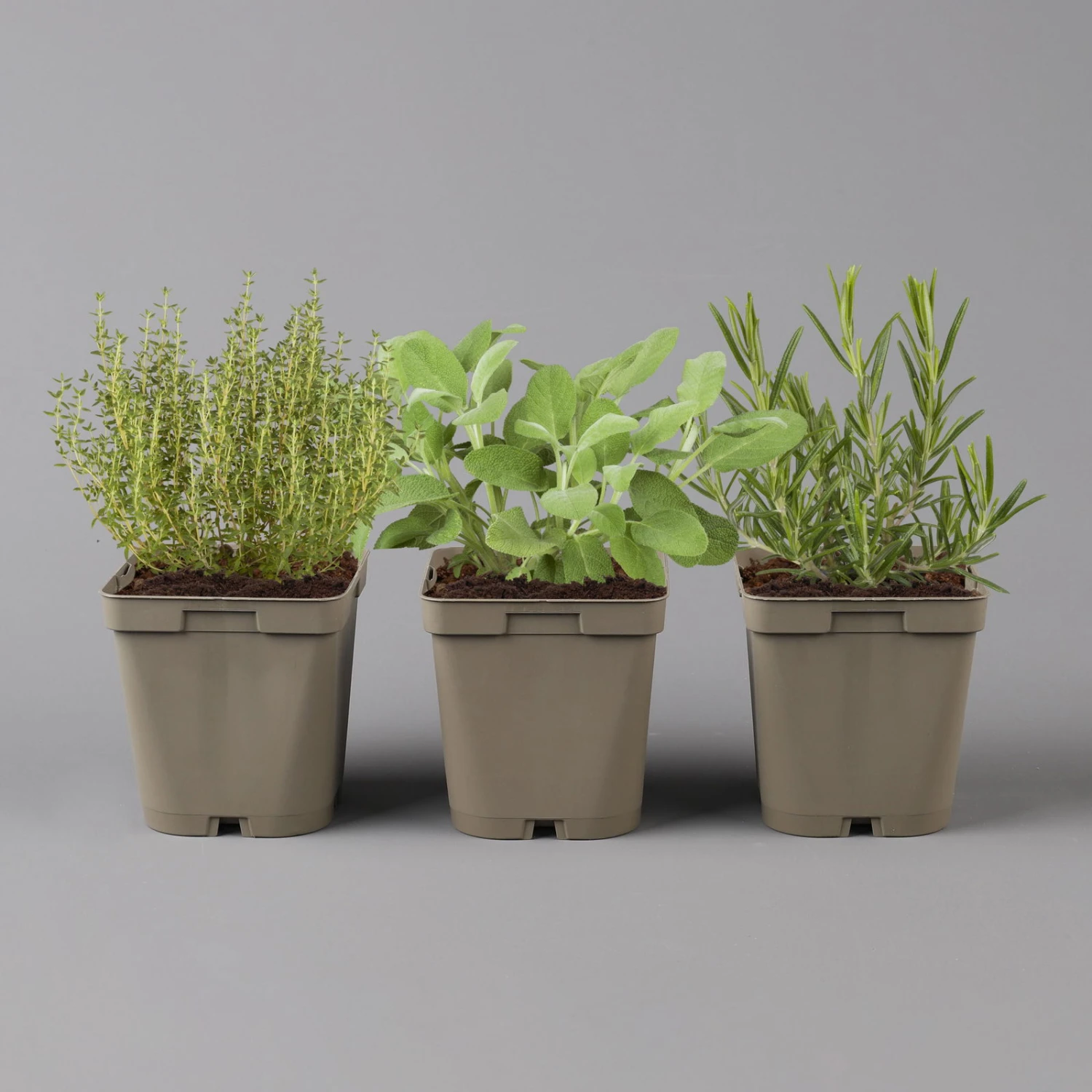 Grillkräuter Salbei, Rosmarin & Thymian, Topf 11x11 Cm, Inkl. Greenbar® 3 Grillkräuter Salbei, Rosmarin & Thymian, Topf 11x11 Cm, Inkl. Greenbar® – Bild 2