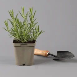 Grillkräuter Salbei, Rosmarin & Thymian, Topf 11x11 Cm, Inkl. Greenbar® 15 Grillkräuter Salbei, Rosmarin & Thymian, Topf 11x11 Cm, Inkl. Greenbar® -Garten Saat Verkäufe 1610300382 rosmarin Greenbar Grillkraeuter Kasten Anthrazit und 3Kraeuter t 122891