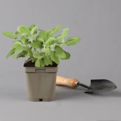 Grillkräuter Salbei, Rosmarin & Thymian, Topf 11x11 Cm, Inkl. Greenbar® 14 Grillkräuter Salbei, Rosmarin & Thymian, Topf 11x11 Cm, Inkl. Greenbar® -Garten Saat Verkäufe 1610300382 salbei Greenbar Grillkraeuter Kasten Anthrazit und 3Kraeuter t 122890