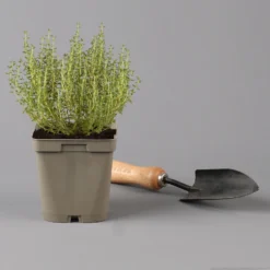 Grillkräuter Salbei, Rosmarin & Thymian, Topf 11x11 Cm, Inkl. Greenbar® 13 Grillkräuter Salbei, Rosmarin & Thymian, Topf 11x11 Cm, Inkl. Greenbar® -Garten Saat Verkäufe 1610300382 thymian Greenbar Grillkraeuter Kasten Anthrazit und 3Kraeuter t 122889
