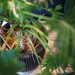 Pflanzgefäß 'Groove', Schwarz, Ø 35 X H 34 Cm -Garten Saat Verkäufe 3210104102 3210104103 3210104104 pflanzgefaess pflanzvase groove 116890