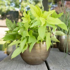 Pflanzgefäß 'Rowen', Gold, Ø 22 X H 17 Cm -Garten Saat Verkäufe 3210801609 Pflanzgefaess Rowen gold D 22 x H 17 cm 3 114967