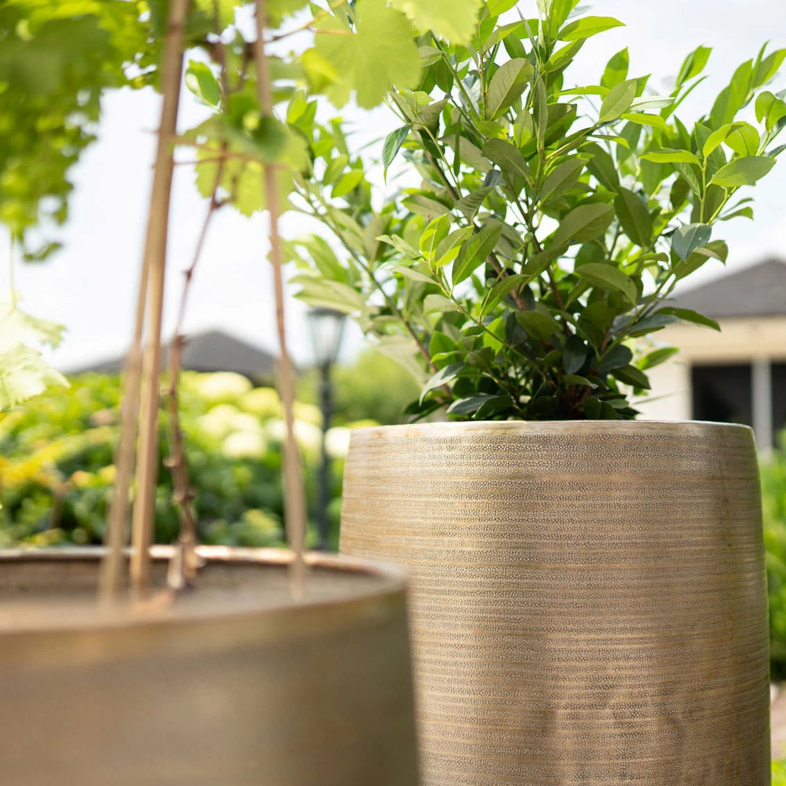 Pflanzgefäß 'Rowen', Gold, Ø 41 X H 72 Cm 9 Pflanzgefäß 'Rowen', Gold, Ø 41 X H 72 Cm – Bild 7