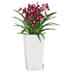 LECHUZA Cubico Premium, All-in-One-Set, Weiß Hochglanz, 22x22, H:41 Cm -Garten Saat Verkäufe 3325100114 CubicoPremium22 weiss All in One Set 22x22x41cm RGB 2 7572