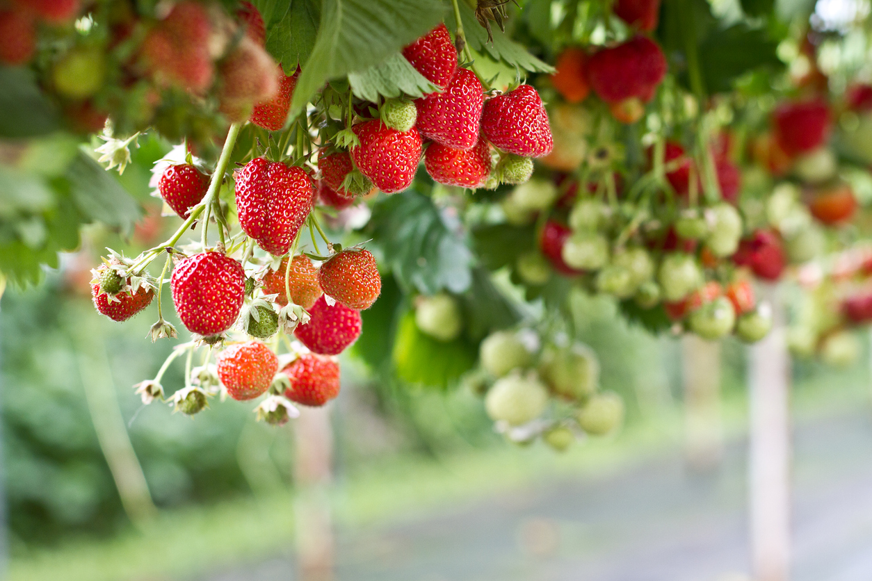 Garten Saat Verkäufe -Garten Saat Verkäufe Strawberry in the farm