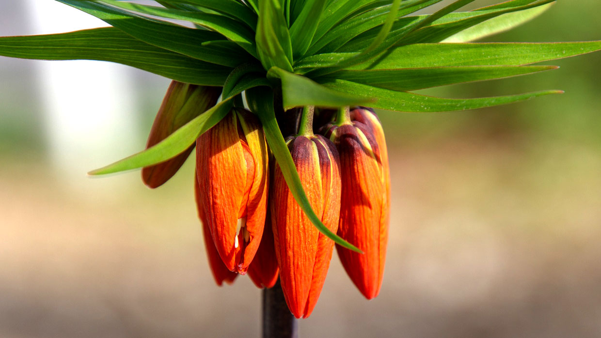 Garten Saat Verkäufe -Garten Saat Verkäufe samen